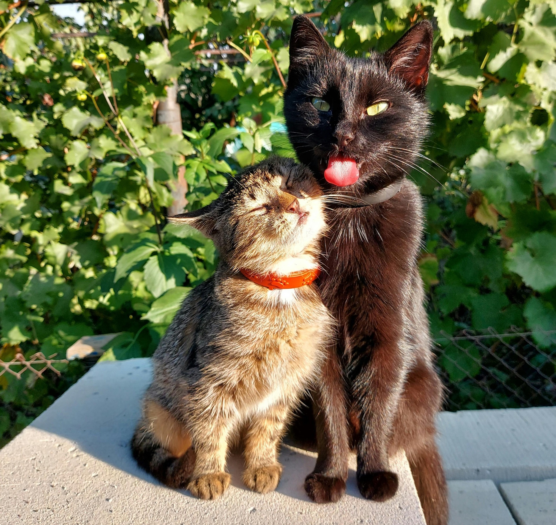 friendship cats